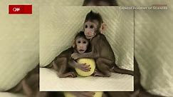 Monkeys cloned using same method as Dolly