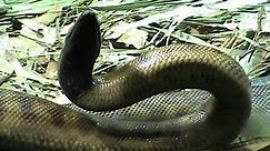 Black-Headed Python at London Zoo