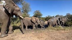Big Bull Elephant, Sebakwe Dominates the Waterhole & Sand Bath!