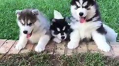 Cute Baby Puppies