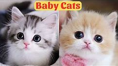 Cute Baby Cats - Cute and Funny Cat Videos Compilation 2023 - Part 21