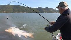 Pecanje šarana na Dunavu - Dubinsko pecanje šarana 4 | Fishing carp in river 4