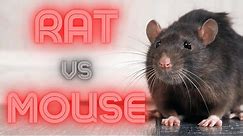 Rat vs Mouse (How to Identify & Remove)