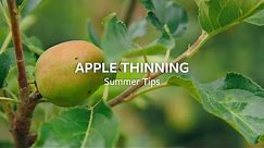 How to thin Apples | Grow at Home | RHS