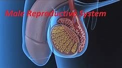 Anatomy and Physiology of Male Reproductive System