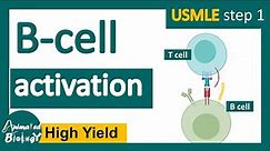 B cell activation | USMLE step 1 revision playlist | immunology