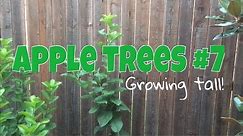How To Grow An Apple Tree From Seed #7