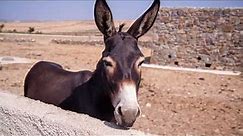 What Do Donkeys Eat? Foods That You Should Feed Them