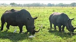 Rhinos mating 🥵🥵... you can't believe what I saw🤭