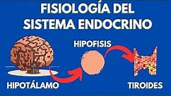 El sistema endócrino fisiología de glándulas y hormonas