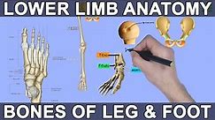 Lower Limb Anatomy | Bones and Joints