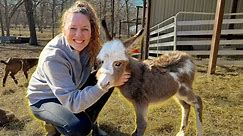 We Have a New Baby Miniature Donkey!