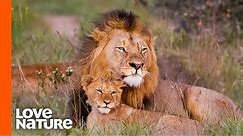 Baby Lions Meet Dad For The First Time | Love Nature