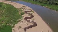 Giant Anaconda Found In Amazon River - World's Largest Snake (Hoax Or Not?)