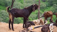 Male goat standing with other goats