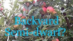 Semi-dwarf Apples at Home