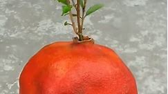 Unique​ Technique ： Grow Pomegranate tree from Pomegranate #Growing #Planting #FlowerPlant #Anthurium #plantingroots #roses | Zaser