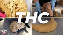 The Anatomy of THC