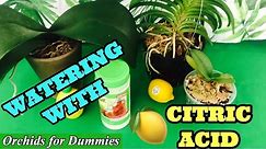 Benefits of using Citric Acid and Lemon Juice on Orchids