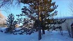 Austrian Pine / Pinus nigra
