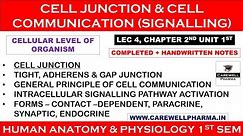 Cell Junction || Cell Communication || L4 Ch2 Unit 1 || hap 1st semester b pharmacy || Carewell P.