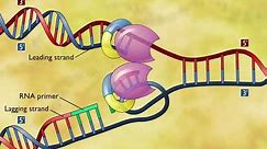 DNA Replication 3D Animation