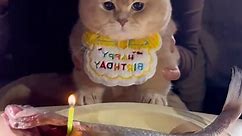 Happy first birthday. #cat #cute #fyp #funnyvideos #catsoftiktok #funny