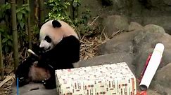 TVP World - Singapore’s giant panda cub Le Le celebrates...