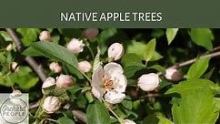 The Mystery Around Native Apple Trees in North America