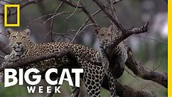 Cute Big Kitties | Big Cat Week