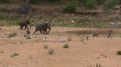 Elephant Protects Her Young From Wild Dogs