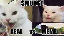 Woman Yelling At Confused Cat Explained "Smudge the cat"