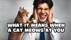 What Is Your Cat’s Meow Means
