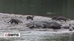 Videos shows otters dodging a crocodile’s jaws and chewing on its tail - video Dailymotion