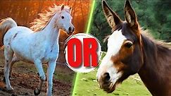 HORSES and MULES differences and similarities