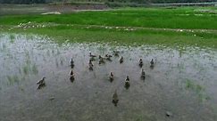 Birds play on Qiandao Lake