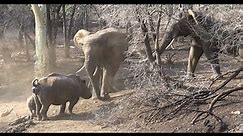 Elephant and rhino interaction