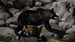 Bear attacks in Japan at record high
