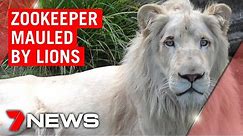 Australian zookeeper mauled by lions | 7NEWS