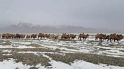 Gobi Desert Camel Caravan In Hami, China