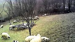 travnicke ovce