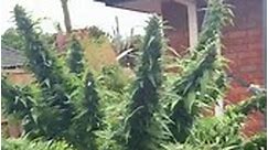 Outdoor grow 😂👀❤️. - Cannabis Journal