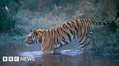 Tiger that killed nine people in India shot dead