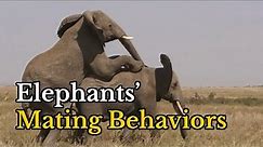 Surprising Facts about Elephants Mating Behaviors | Footages of Elephants Mating