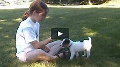 Clicker Puppy: Kids and Puppies Learning Together