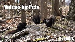 Black Squirrels and Animals in the Forest - 10 Hour Cat TV for Cats to Watch 😺 - Apr 30, 2024