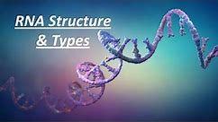 RNA structure, Function and types || Primary Structure of RNA || A Type Of Nucleic Acid