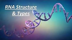 RNA structure, Function and types || Primary Structure of RNA || A Type Of Nucleic Acid