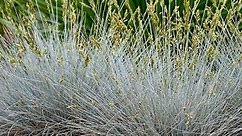 Blue Whiskers Fescue Grass, Festuca glauca | High Country Gardens
