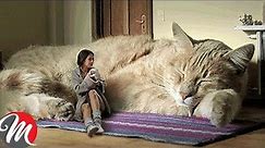 9 Most Biggest Cats In The World